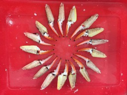 Peninsular Fisheries Pvt Ltd