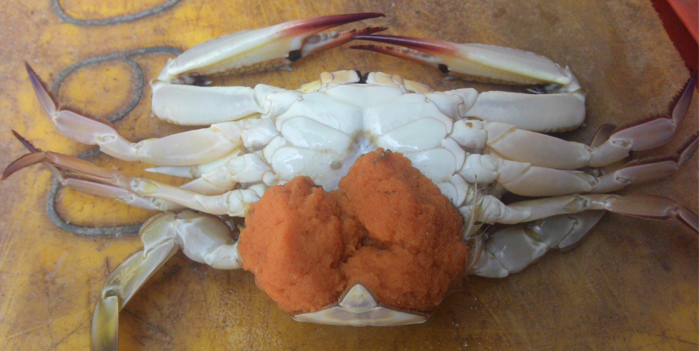 Peninsular Fisheries Pvt Ltd