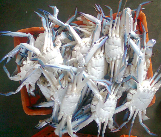 Peninsular Fisheries Pvt Ltd