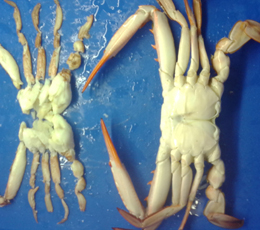 Peninsular Fisheries Pvt Ltd