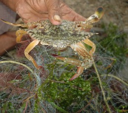 Peninsular Fisheries Pvt Ltd
