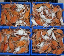 Peninsular Fisheries Pvt Ltd